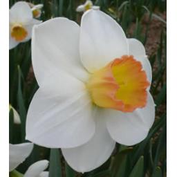 June Lake - Pack of 3 bulbs