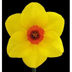 Ruddy Rascal - Pack of 3