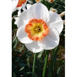 Savoir Faire - Pack of 3