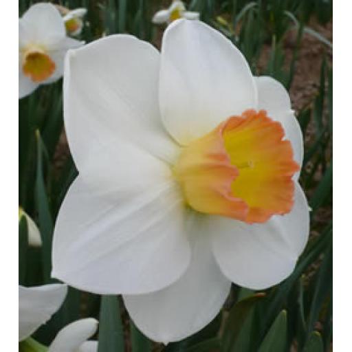 June Lake - Pack of 3 bulbs