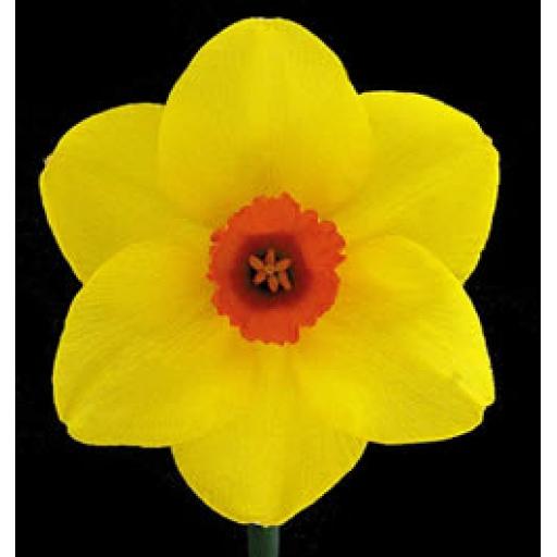 Ruddy Rascal - Pack of 3