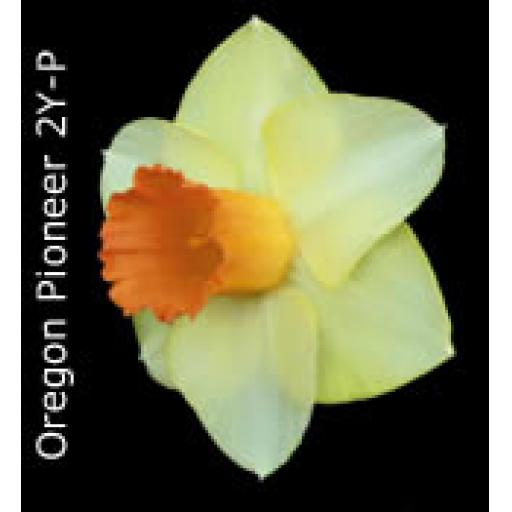 Div 2 - Large Cupped Daffodils Y-P