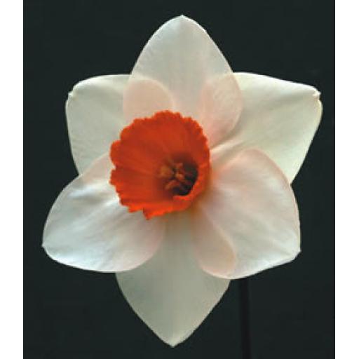 Contralto - Pack of 3