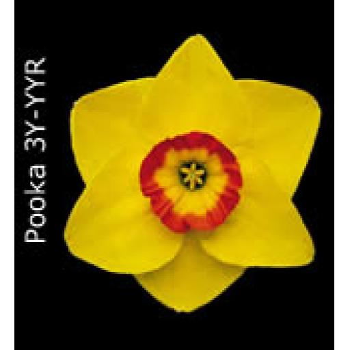 Div 3 - Small Cupped Daffodils Y-YYO/R/P