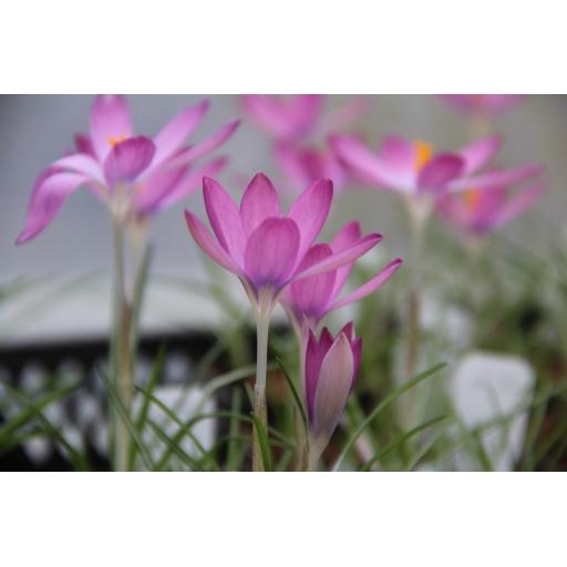 Crocus tommasinianus 'Roseus' Pack of 15 Bulbs