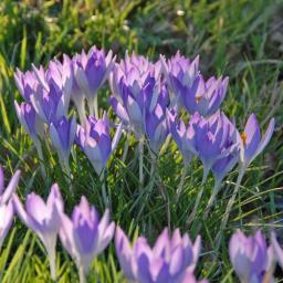 crocus_tommasinianus_1200_2_.jpg