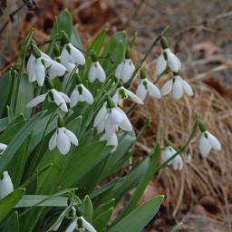 galanthus_elwesii_1200_b.jpg