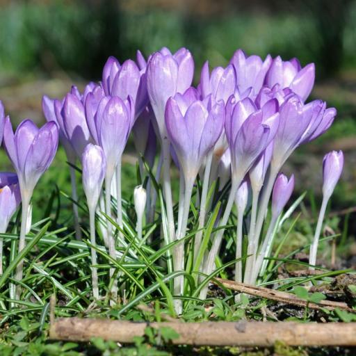 crocus_tommasinianus_1200_3_.jpg