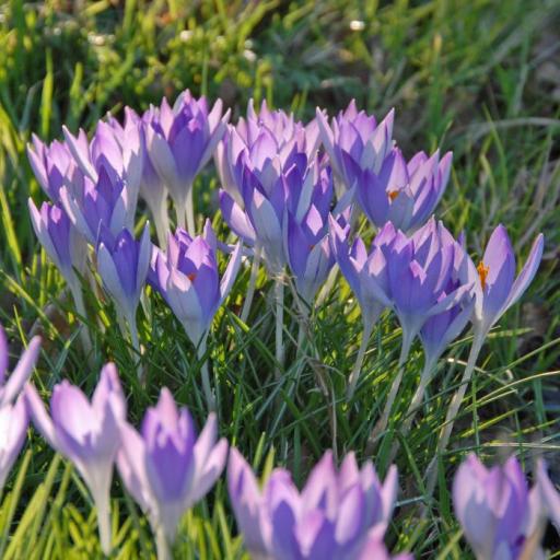 Crocus tommasinianus Pack of 15 bulbs