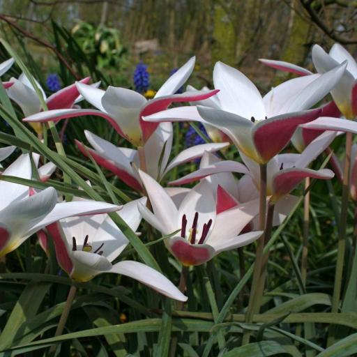 Tulip 'Clusiana Lady Jane' Pack of 8 Bulbs'