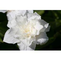 976-165 Trillium grandiflorum 'Snowbunting' 29.4.17 1.jpg