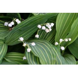 977-015 Convallaria majalis 'Albostriata' 25.5.21.jpg