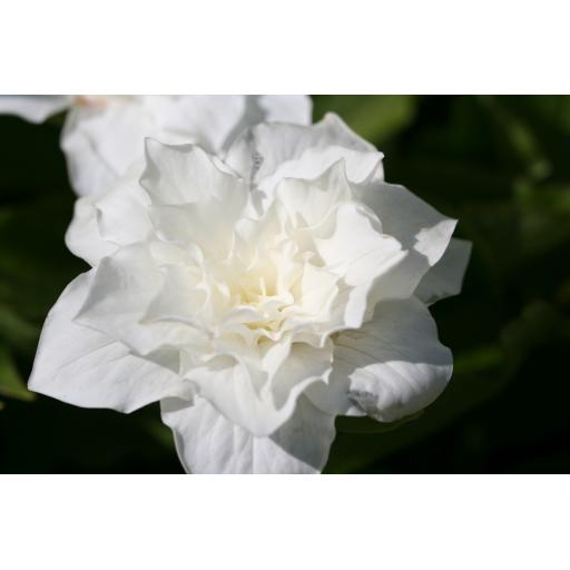 976-165 Trillium grandiflorum 'Snowbunting' 29.4.17 1.jpg