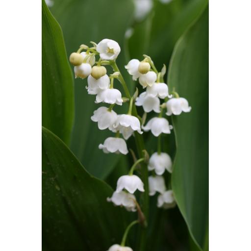 003-034 Convallaria majalis 'Bridal Choic' 5.5.19.jpg