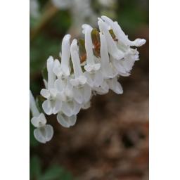 015-043 Corydalis 'Snowy Owl' 17.3.17.jpg