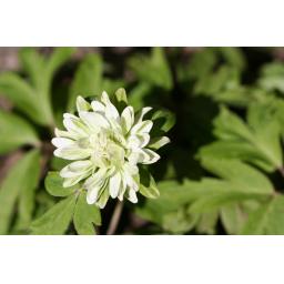005-045  Anemone nemorosa 'Viridescens' 27.4.16 2.jpg