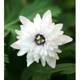 011-013 Anemone nemorosa 'Blue Eyes'_3580.jpg