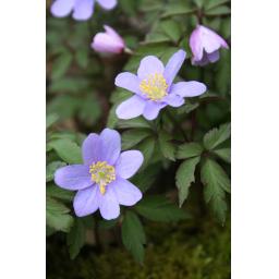 976-017 Anemone nemorosa 'Robinsoniana' 8.4.14 1.jpg