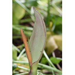 001-040 Arum concinnatum AH.0140 12.6.16.jpg