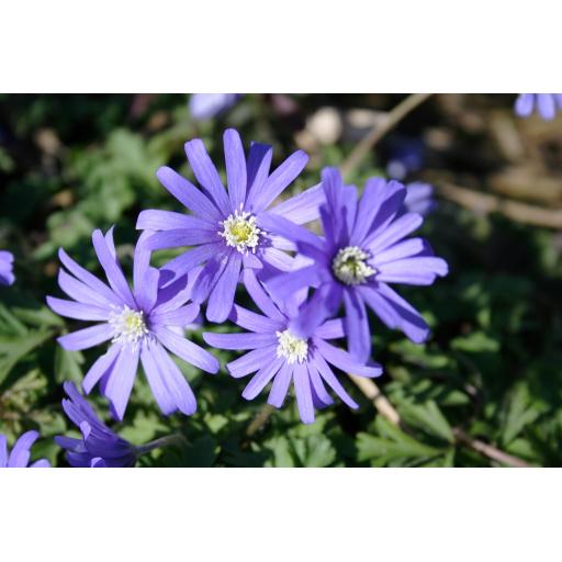 Anemone apennina 'Petrovac' CEH.538 - pack of 2