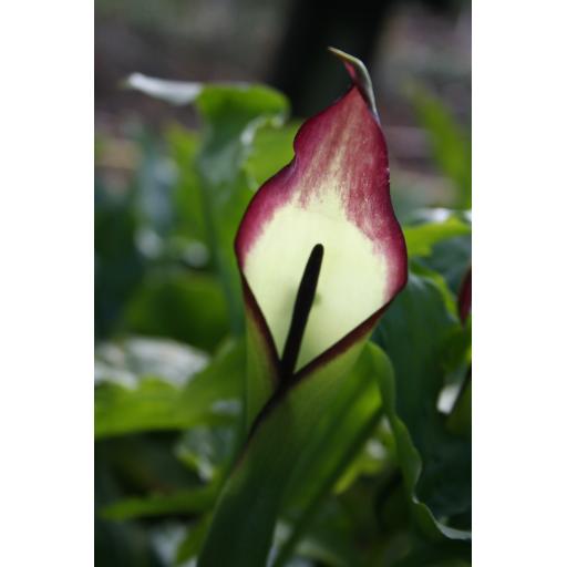 999-188 Arum euxinum 24.4.12.jpg