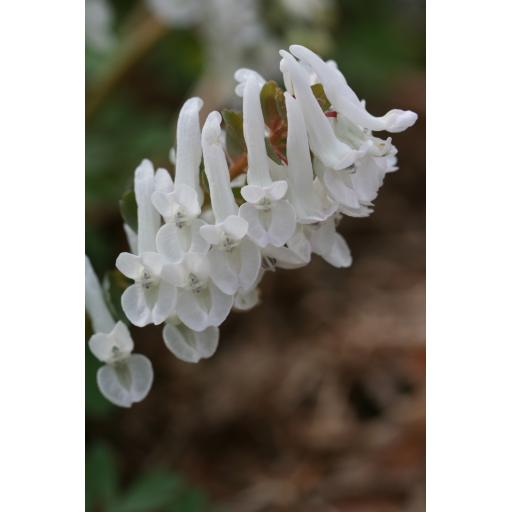 Corydalis solida 'Snowy Owl'