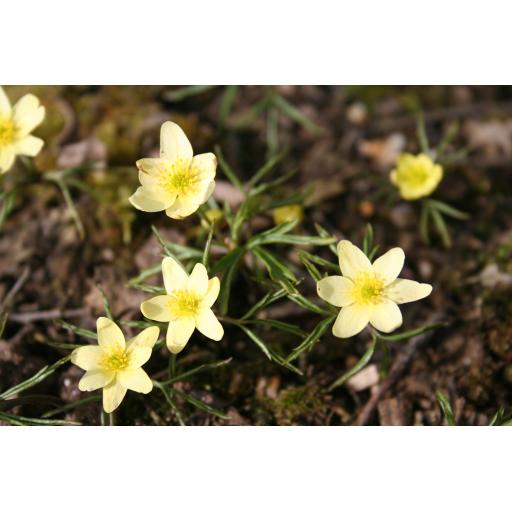 993-054 Anemone X lipsiensis 7.3.09 2.jpg