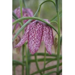 012-022 Fritillaria meleagris 'Saturnus' 25.4.14 1.jpg