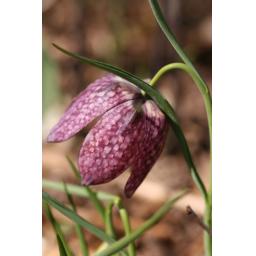 996-112 Fritillaria meleagris 'Eros' 12.4.17 1.jpg