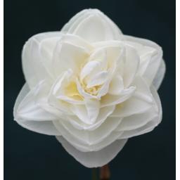 Silken Snow 4W-W.jpg