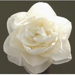 Silken Snow  - 4W-W 2009 ......jpg