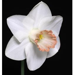 Veronica_Brown_in_a_garden_near_Winton_New_Zealand.jpg