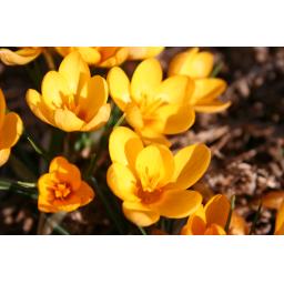 991-049 Crocus vitellinus 16.2.16 2.jpg