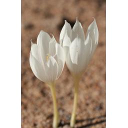 004-089 Crocus vallicola 28.9.16 2.jpg