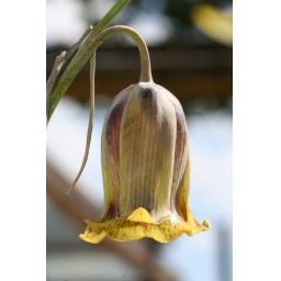 995-004 Fritillaria acmopetala 29.4.17 2.jpg