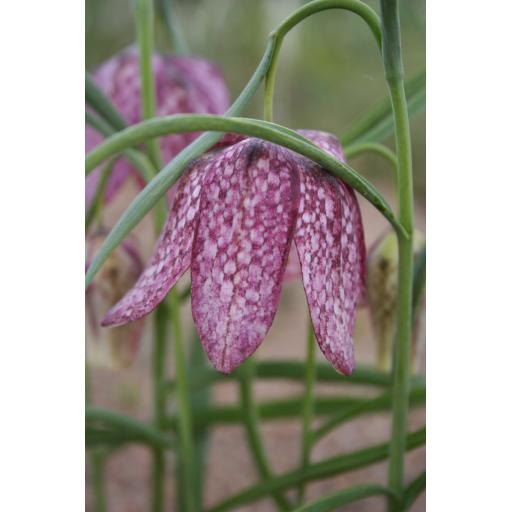 Fritillaria meleagris 'Saturnus'