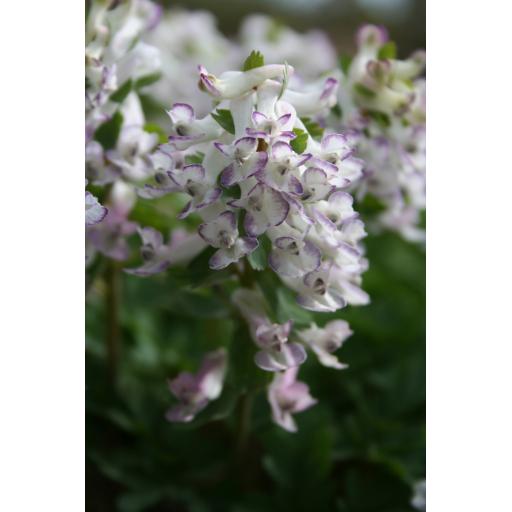 009-023 Corydalis solida 'Turaco' 13.4.16 1.jpg