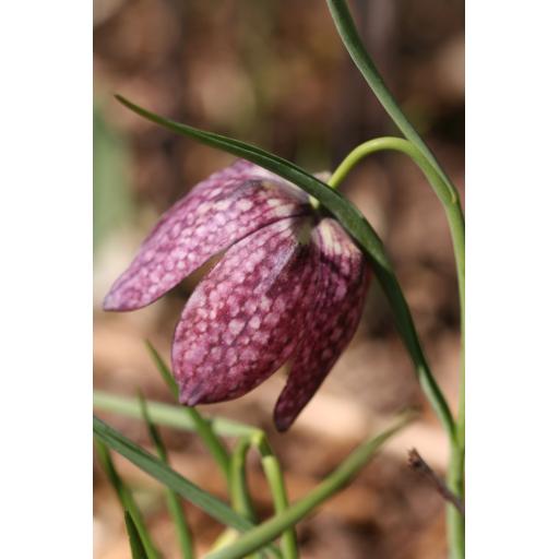 Fritillaria meleagris 'Eros'