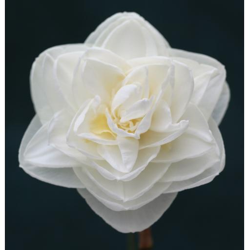 Silken Snow 4W-W.jpg