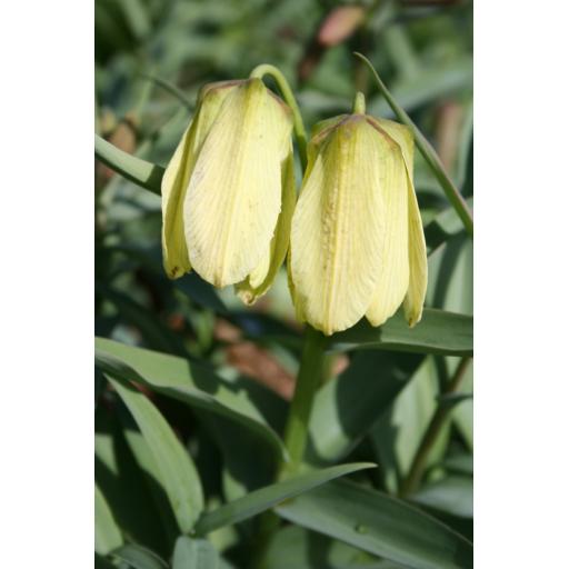 Fritillaria pallidiflora