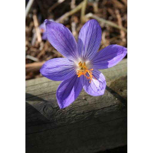 Crocus puringii