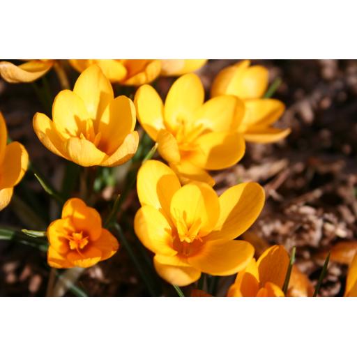 991-049 Crocus vitellinus 16.2.16 2.jpg