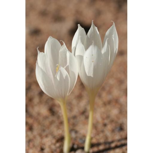 Crocus vallicola