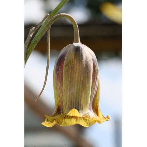 Fritillaria acmopetala