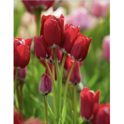 Tulip 'Fiery Club' Pack of 8 bulbs