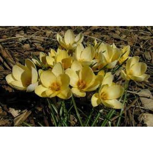 Crocus 'Romance' Pack of 15 corms