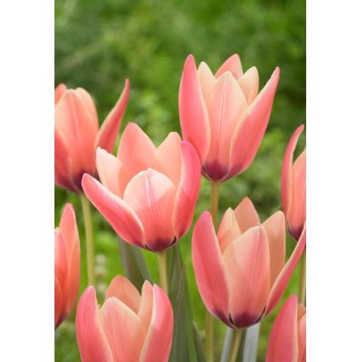 Tulip 'Annika' Pack of 8 bulbs