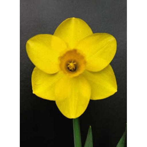 Happy Valley 2Y-Y - Half Kilo Bag