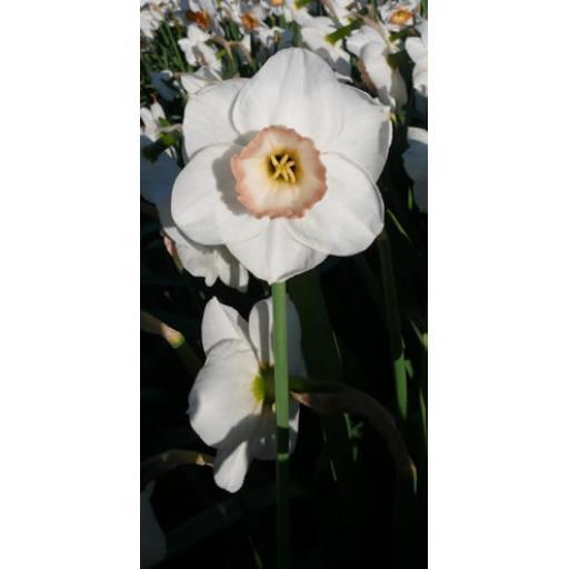 Rimski 2W-YWP - Half Kilo Bag