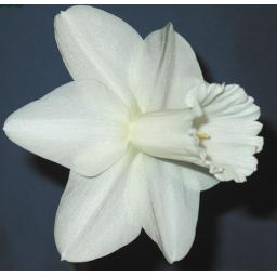 Blue_Danube2 (1).jpg